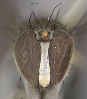 Media type: image;   Entomology 13031 Aspect: head frontal view